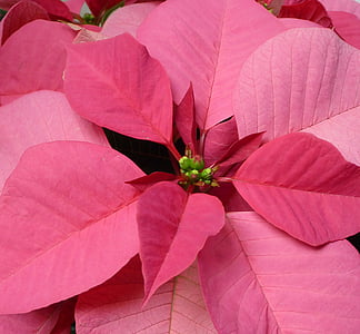 christmas flower, xmas, december, poinsettia, flower, pink, plant