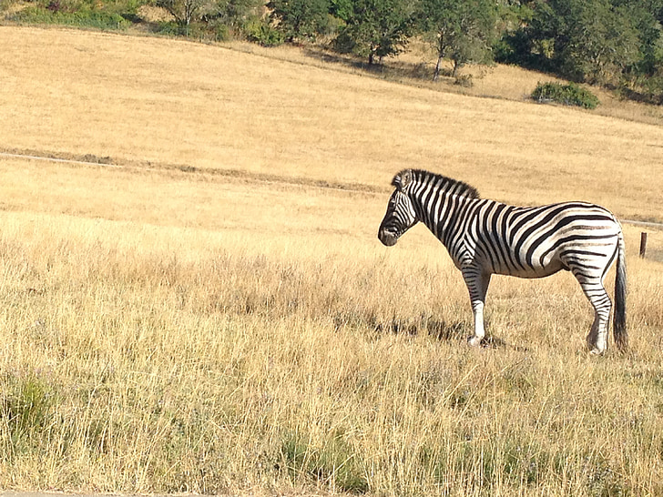 Zebra, safári, jardim zoológico, campo, África, savana, vida selvagem