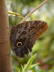 papillon hibou, Brassolini, papillon, Caligo eurilochus, Satyrinae, Edelfalter, Nymphalidae