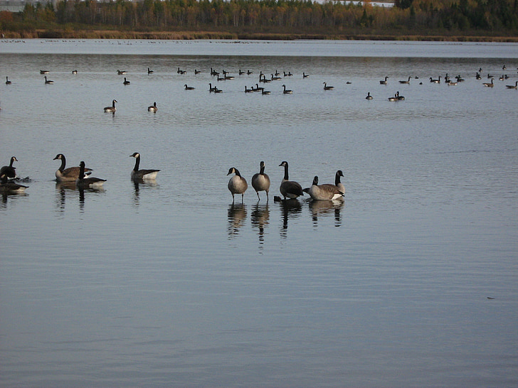 ganzen, watervogels, vogel, dieren in het wild, Canadese, buitenshuis, veren