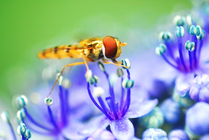 Các con ong nhỏ ở Tú cầu, côn trùng, cảnh đầu mùa hè