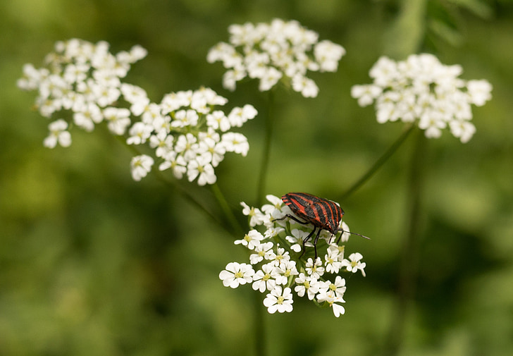 bug-ul, benzi bug, flori, Red, alb, negru, cu dungi