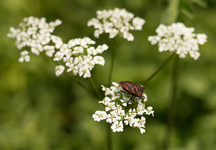 bug, trak žuželka, cvetje, rdeča, bela, črna, črtasto