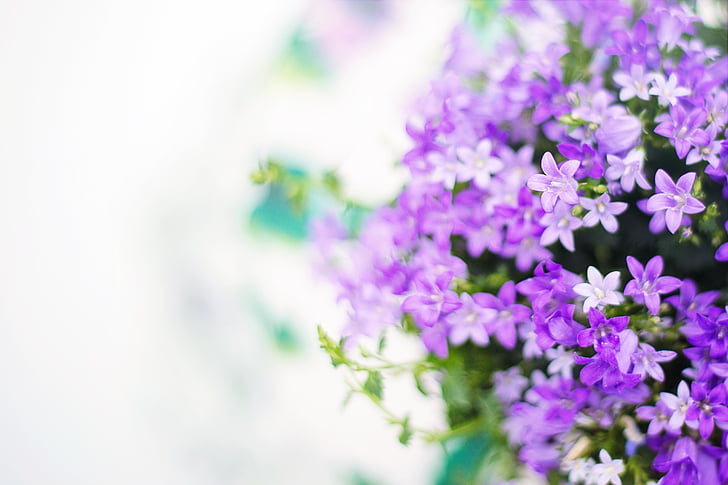 purple flowers, spring, summer, background, backdrop, white space, nature