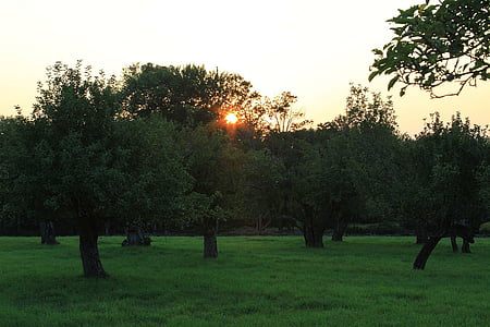 дерево, небо, фруктовый сад, Солнце, Закат, трава