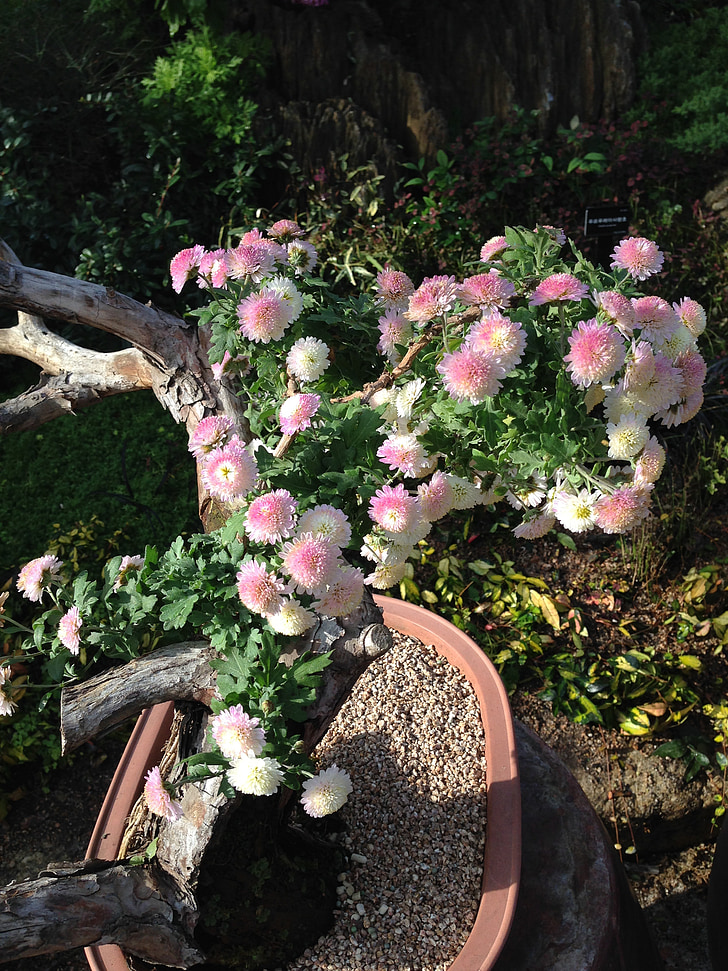 Chrizantema, bonsų, vazoninis augalas, gėlės