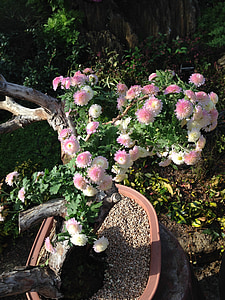 krüsanteem, Bonsai, kapseldatud taim, lilled