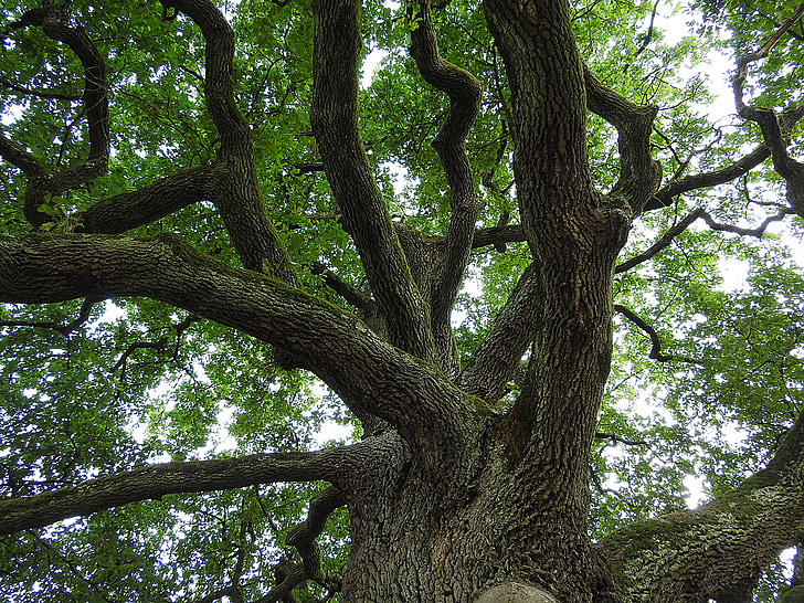 дерево, дуб, Старий дуб, естетичний