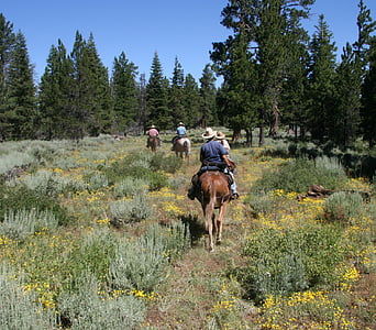 Paardrijden, Trail, wildernis, paarden, dieren, volwassenen, buitenshuis