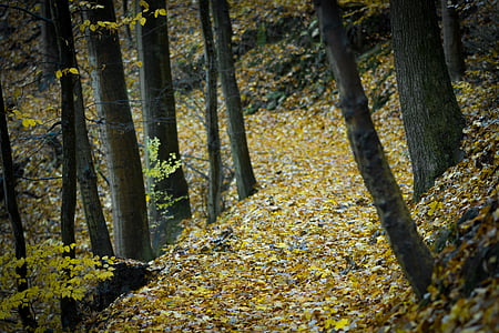 jesień, Jesienne liście, Kolor, światło dzienne, środowisko, upadek, opadłych liści