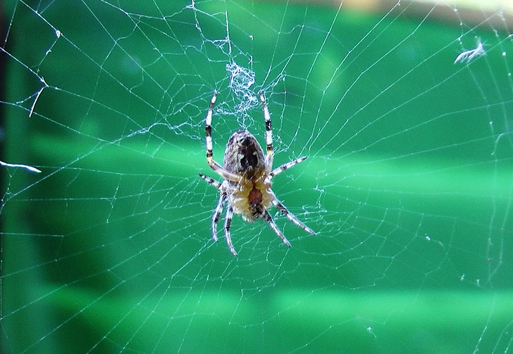 laba-laba, Cobweb, serangga, Tutup