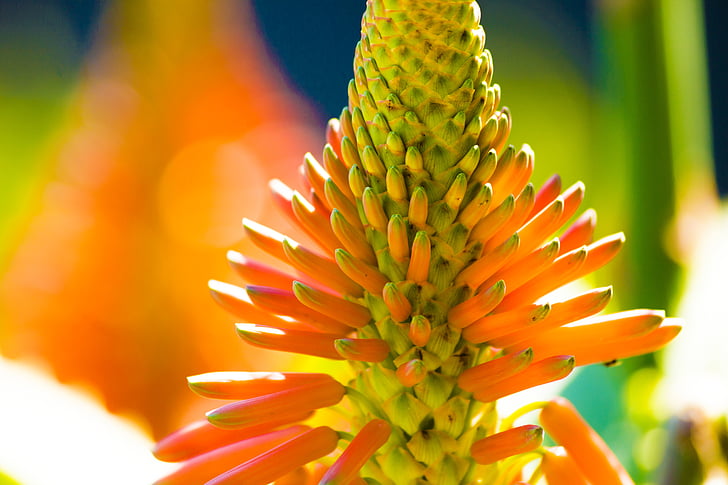 Aloe vera, barevné, barevné, květ, Příroda, okvětní lístky, závod