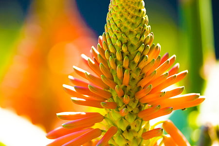 Aloe vera, bunte, bunte, Blume, Natur, Blütenblätter, Anlage