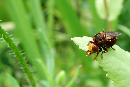 bug, hyönteinen, Pest, Beetle, kuvake, lentää, Luonto