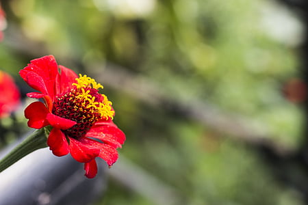 Zinnie, Blume, rot, Flor, Blütenblätter, Natur, Grüner Hintergrund
