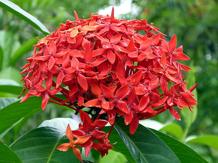 fleur, rouge, plante, Ixora, Costa Rica, nature, feuille