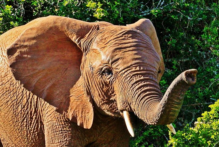 elefant, animale, portret de animale, Elefantul African bush, colţi, trompă, Safari