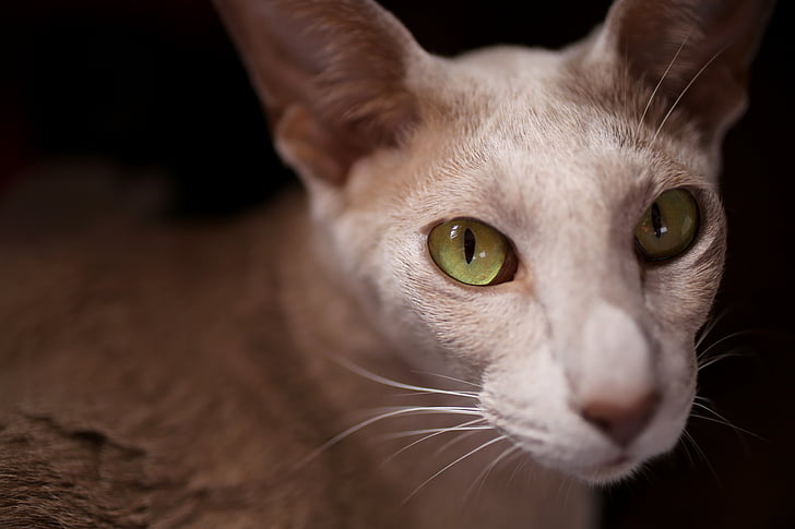 kaķis, acs, zaļa, zaļas acis, Oriental shorthair, skats, brīdi