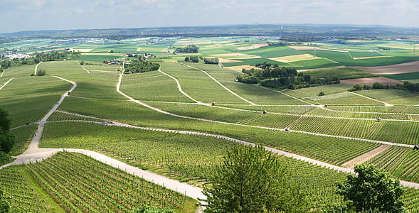 Panorama, wijngaarden, wijnstokken, weergave, Outlook, lente, tinten groen