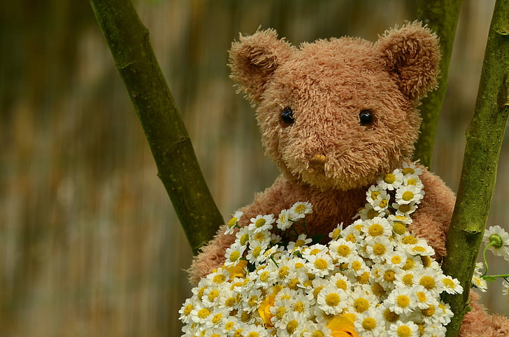 boeket, Teddy, bloemen groet, verjaardag, wenskaart, bloemen van de verjaardag, liefde