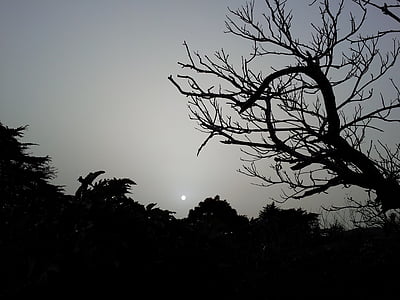 darkness, gloomy, dark, tree, night, sunset