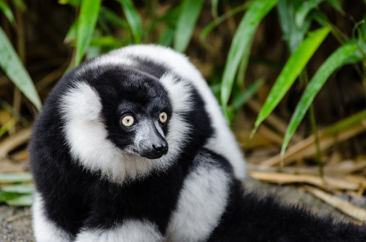 Lémur rufo blanco y negro, flora y fauna, Madagascar, naturaleza, Retrato, buscando, exóticos