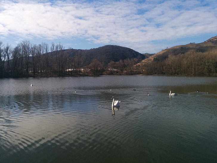 Swan, fuglen, Lake, natur, dammen, dyr