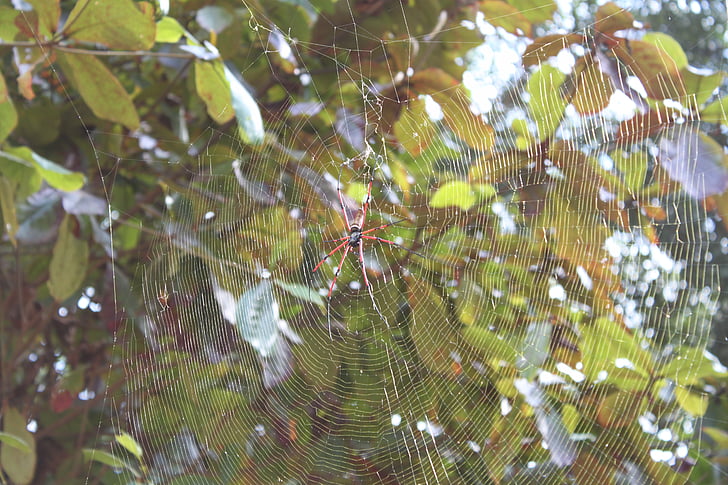 laba-laba, Asia, Cobweb