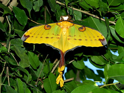 Drexel, Motyl, zwierząt, owad, Natura, Motyl - owad, liść