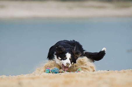 ขอบ collie, สุนัข, เกมลูกบอล, sandstiebe, เล่น