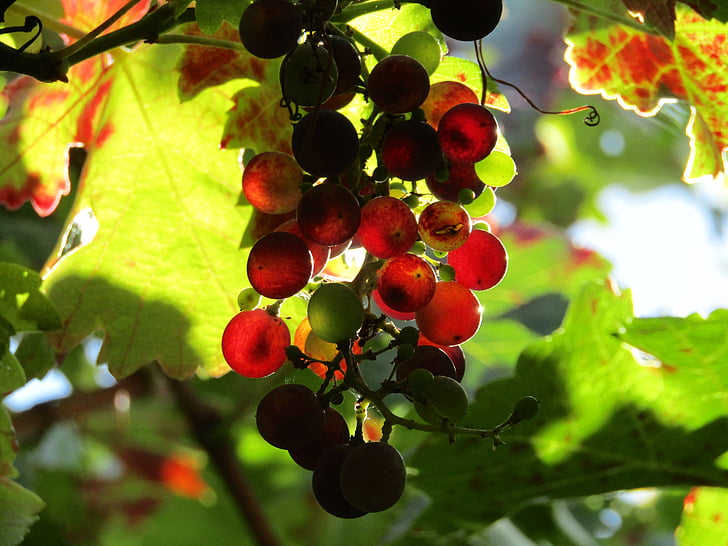 druiven, wijngaard, Druivenbladeren, oogst, wijn, Grapevine, rode druiven