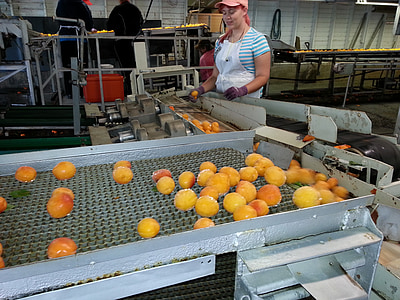 produce, food, canning, processing, process, canned fruit, canned