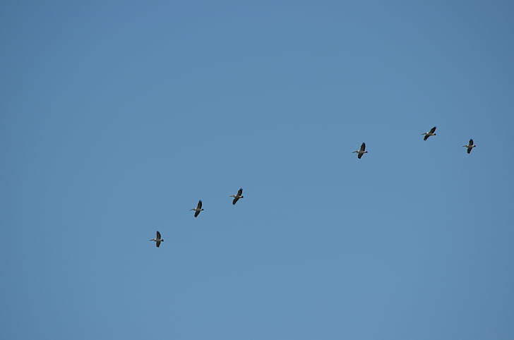 Pelikanai, paukščiai, skristi, plaukioja, linija, mėlyna, dangus