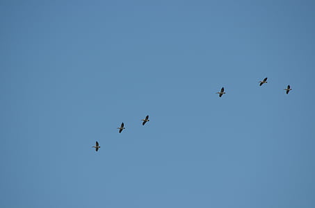 pelikany, ptaki, latać, pływające, Linia, niebieski, niebo