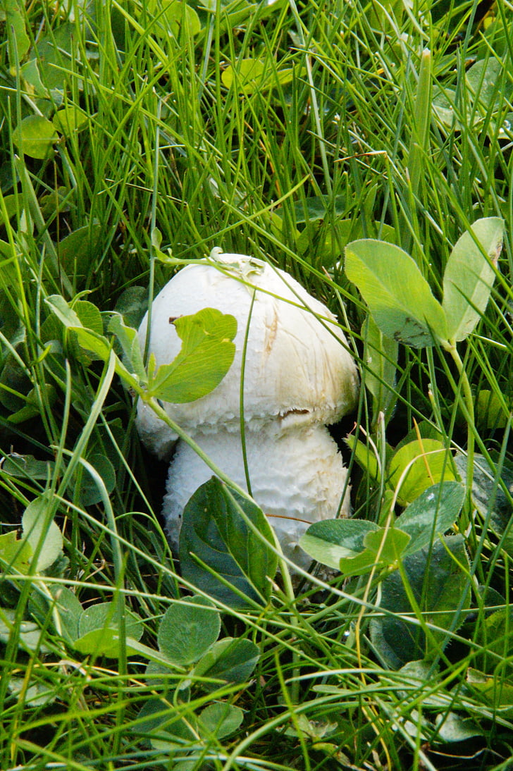 jamur, tersembunyi, di rumput, rumput, padang rumput, jamur putih, bovist