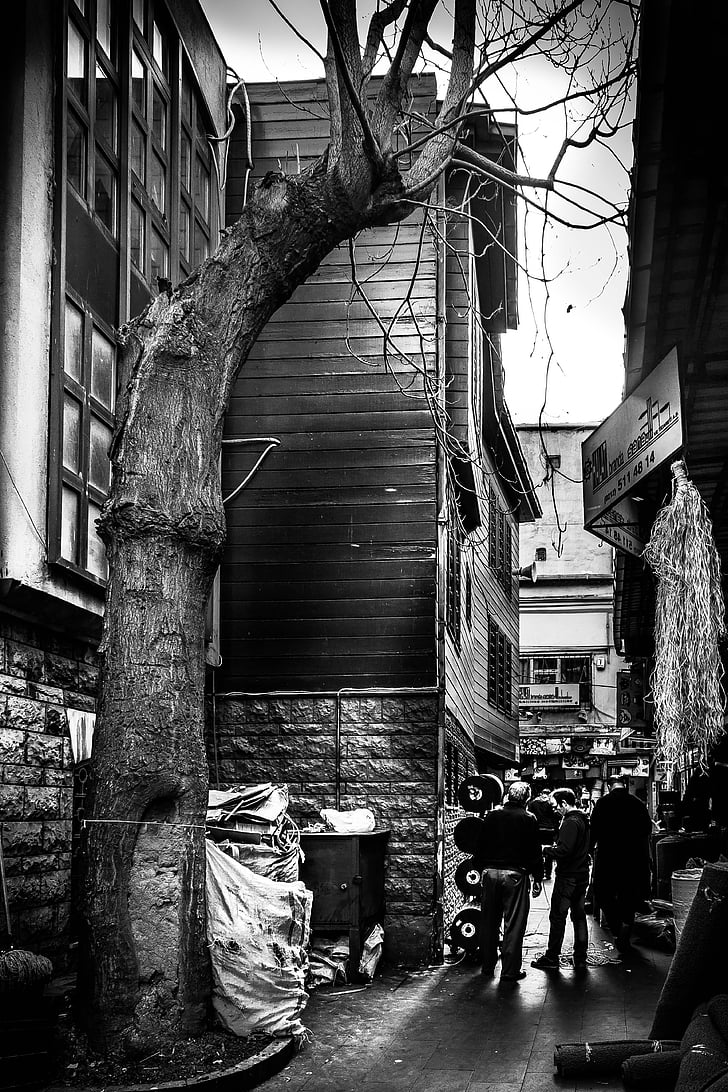 arbre, en, carrer, vida, nostàlgia, treball, Istanbul