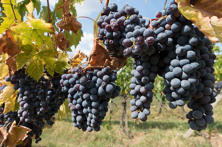 uprawa winorośli, winogron, Winnica, winorośli, Natura, jesień, Rolnictwo