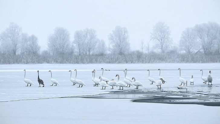 winter, cold, ice cold, lake, swans, frozen, landscape