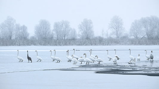 pozimi, hladno, ledeno hladno, jezero, labodi, zamrznjeni, krajine
