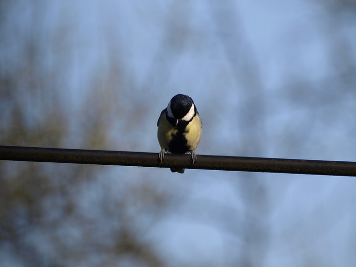tit, bird