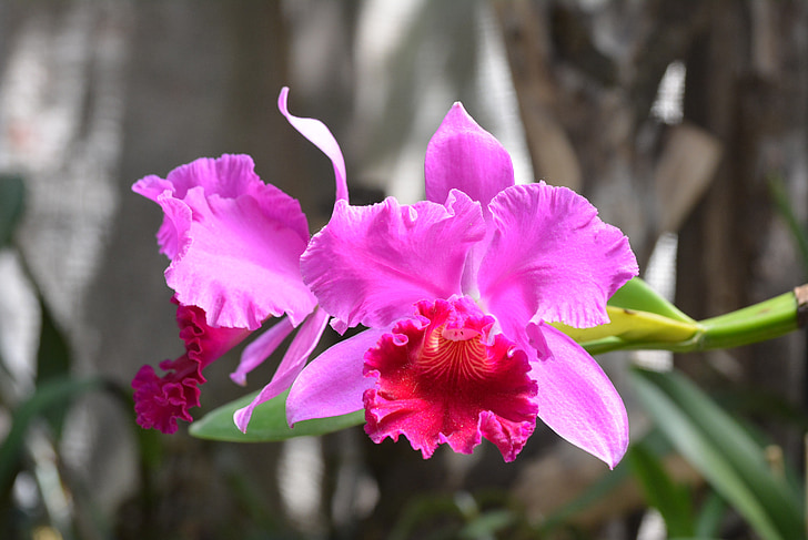 lilled, Orchid, lill