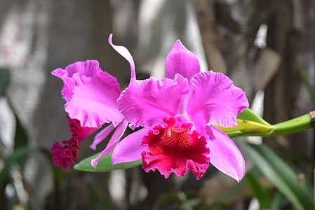 lilled, Orchid, lill