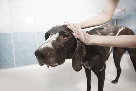 pas, tuš, konjušar, čišćenje, kupelj, kupanje psa, domaće kupaonice