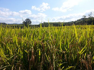 CH, Gamta, vasaros, Korėjos Respublika, ryžių ryžių laukų purškimas, šalies, tikroji