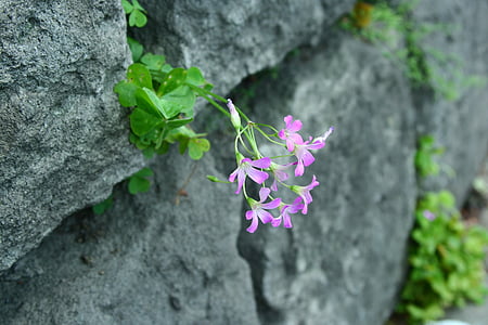 Oxalis, màu tím miếng ăn cỏ tím oxalis, màu hồng, Hoa, Ishigaki, hình ba lá, màu xanh lá cây
