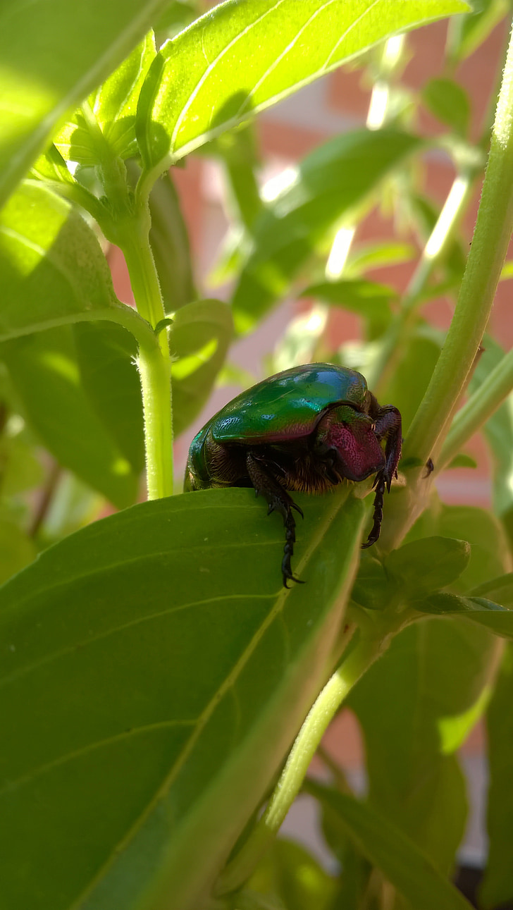kumbang, alam, hijau, serangga, makro, Taman, hewan