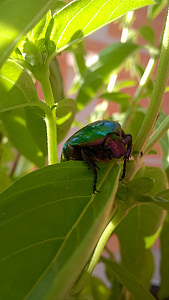 beetle, nature, green, insects, macro, garden, animal