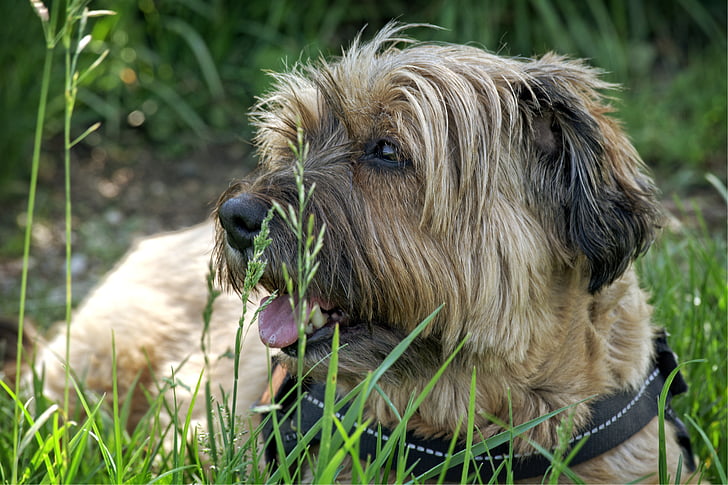 tibetan terrier, dog, lying, meadow, grass, pet, rest