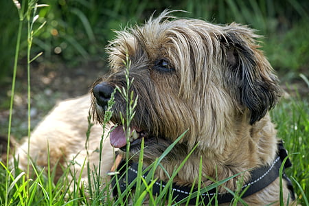Tibet terrier, anjing, berbaring, padang rumput, rumput, hewan peliharaan, sisanya