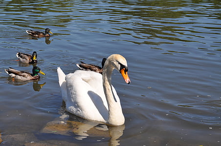 swan, ducks, water, main